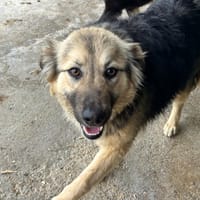EDDA, chienne à adopter