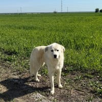 SAMMY, chien à adopter