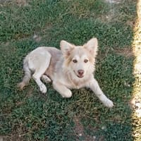 BRANDY, chien à adopter