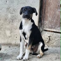 CHICO, chien à adopter