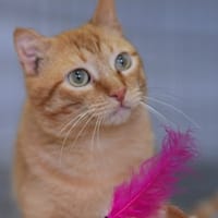 BUTANILLO, chat à adopter
