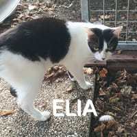ELIA  A l'adoption, chatte à adopter