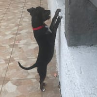 TYLIA, chienne à adopter