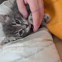 Chouquette, chatte à adopter