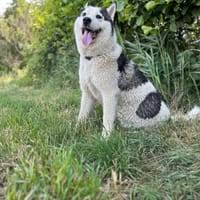 YOUKI, chien à adopter