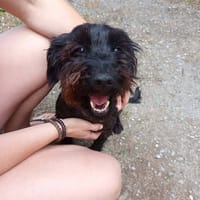 BOUBA, chien à adopter