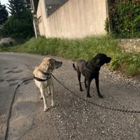 ALFRED et ROBIN, chien à adopter