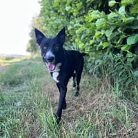 NELIO, chien à adopter