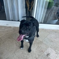 ARKO, chien à adopter