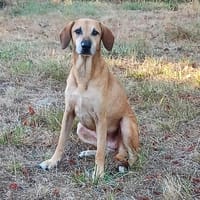 ANDGIE, chienne à adopter