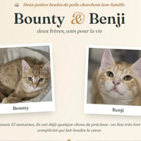 BOUNTY & BENI, chat à adopter