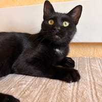 Moka, chat à adopter