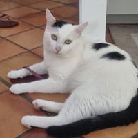 Milo, chat à adopter