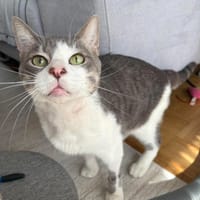 Miaouss, chat à adopter