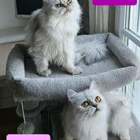 ZYNA ET AZRA, chatte à adopter