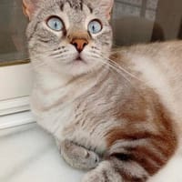 anhängliche Cleo, Katze zur Adoption