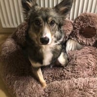 FRODO, liebenswürdiges, verschmustes Dreibein sucht, Hund zur Adoption