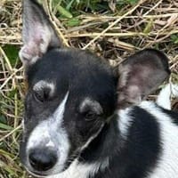 Fiete, Hund zur Adoption