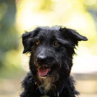 Kira wünscht sich erfahrene Menschen, Hündin zur Adoption