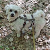 Pufy wartet in 93086 Wörth, Hund zur Adoption