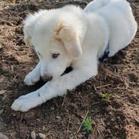 Süße, offene Molly sucht liebevolles Heim, Hündin zur Adoption