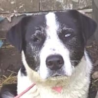 Melody, Hündin zur Adoption