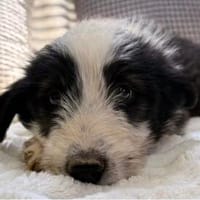 Kleine Vicky sucht ihr zuhause, Hündin zur Adoption