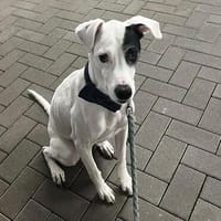 Chiyo sucht erneut dringend neues Zuhause/Pflegestelle, Hund zur Adoption