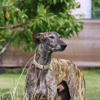 Angel  ein sanfter, zarter und zurückhaltender Engel, Hund zur Adoption