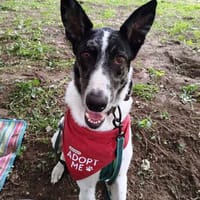 Floky seine Vermittlung ist dringend, Hund zur Adoption