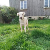 Achille wünscht sich ein Zuhause, Hund zur Adoption