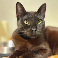 kleine Frau Klüßendorf sucht ihr Zuhause, Katze zur Adoption