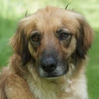 Lulu sucht engen Familienanschluss, Hündin zur Adoption