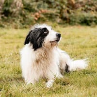 Paul sucht seine Menschen, Hund zur Adoption