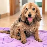 SPINUCCIA - ab Oktober auf PS in Dabel, Hündin zur Adoption