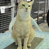 Schöner, etwas nervöser Kater Gunter, Kater zur Adoption