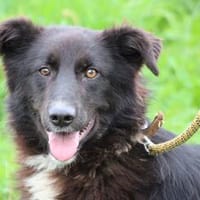Tiria - kinderliebe Junghündin, Hündin zur Adoption