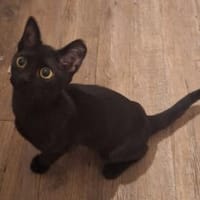 Lebensfrohes Katzenmädchen Marie, Katze zur Adoption