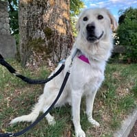 Die liebe Minka sucht ihr Zuhause, Hündin zur Adoption