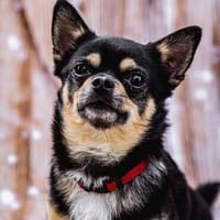 Dobby Chi - freundlich und menschenbezogen!, Hund zur Adoption