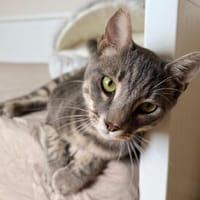 Caspar, verspielter Kuschelkater, ca. 1 Jahr *in 14974 Ludwi, Kater zur Adoption