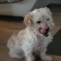Milou 30 cm (Pflegestelle), Hund zur Adoption