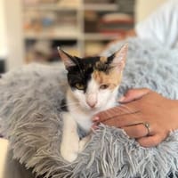 Felicia wartet auf DICH, Katze zur Adoption
