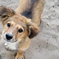 TOFFEE  klein, braun und zum Verlieben!, Hund zur Adoption