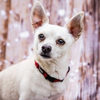 Füro - gewitzer, kleiner Hundebub!, Hund zur Adoption