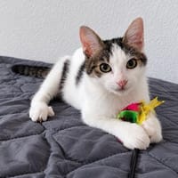 Mogli möchte dein Herz gewinnen, Kater zur Adoption