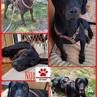 Lieber Nox sucht seine Familie, Hund zur Adoption