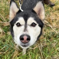 kleine liebevolle Mini Husky Dame wartet auf euch, Hündin zur Adoption