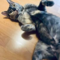 Menschenbezogene Schmusekatze Lotta, Katze zur Adoption