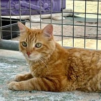 Lieber, unkomplizierter Kater Leon, Kater zur Adoption